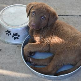 Strawberry - Brown female Chesapeake Bay Retriever puppy in Soap Lake, Washington from Desert Oasis Kennels