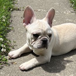 Boy 3 - French Bulldog puppy in New York from Steeprocks Bullys