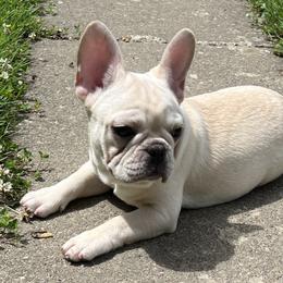 Boy 3 - French Bulldog puppy in New York from Steeprocks Bullys