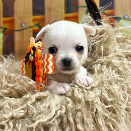 Eve - Cream and white female Chihuahua puppy in Gloucester, Virginia from Charlotte's Web of Chihuahuas