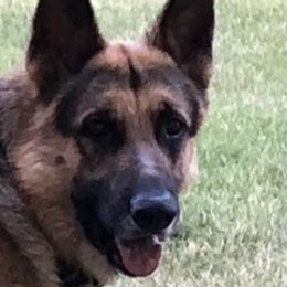 German Shepherds from Osborn's Country German Shepherds