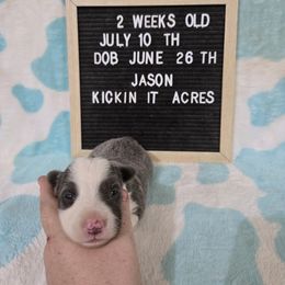 Jason - Blue male Border Collie puppy in Chariton, Iowa from Kickin It Acres BCs