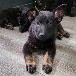 Green Collar - Ambush - Bi-color male German Shepherd puppy in Augusta, West Virginia from Cricket Hollow Canines