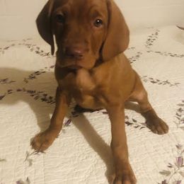 Girl 1 - Golden rust female Vizsla puppy in Tracy, Minnesota from SkoglundFarm Vizslas