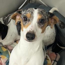 Zoe - Dachshund