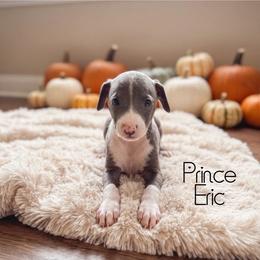 Prince Eric - White and blue male Italian Greyhound puppy in Texas from Italian Greyhounds of Frisco