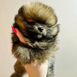 Kyla - Orange sable female Pomeranian puppy in Waterloo, Indiana from Garcias Pomeranian