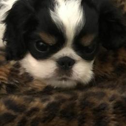 Cavalier King Charles Spaniel and English Toy Spaniel Puppies from Royal Heritage Spaniels