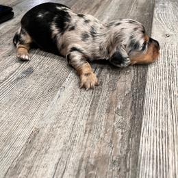 Leo - Dapple male Dachshund puppy in Aragon, Georgia from Daschunds Unlimited