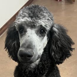 Assorted Doodle Crosses and Poodle All Grown Up from Gemstone Poodles and Doodles