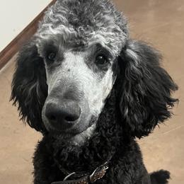 Assorted Doodle Crosses and Poodle All Grown Up from Gemstone Poodles and Doodles