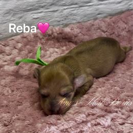 Reba - Red female Dachshund puppy in Jena, Louisiana from Amy’s Mini Doxies