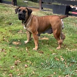 Lakota - Boerboel