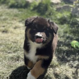 Australian Shepherd Puppies from DeVos Australian Shepherds