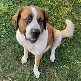 Saint Bernards from DuWayne's Saint Bernards