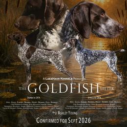 German Shorthaired Pointer puppies from LakeHaus Kennels