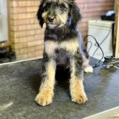 Cosmo - male Golden Mountain Doodle puppy in Twin Falls, Idaho from Burrow & Bone