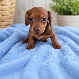 Tuck - Red male Dachshund puppy in Shelbyville, Tennessee from Dixieland Dachshunds of Tennessee