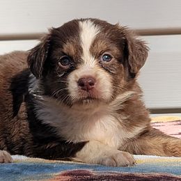 Boy 3 Beethoven - Red tri Miniature Australian Shepherd puppy in St. Louis, Missouri from Spotted Rump Ranch