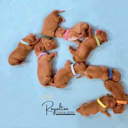 Cavalier King Charles Spaniel Puppies from Royalton Cavaliers