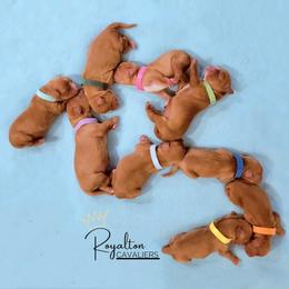 Cavalier King Charles Spaniel Puppies from Royalton Cavaliers
