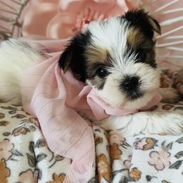 Yorkshire Terrier Puppies from Tails of Grace