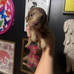 Dolly - Fawn (isabella) and cream female Dachshund puppy in Coatesville, Indiana from ADH Dachshunds