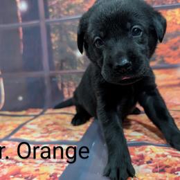 Goldendoodle, Golden Retriever, Labradoodle, and Labrador Retriever Puppies from Robertson's Retrievers and Doodles