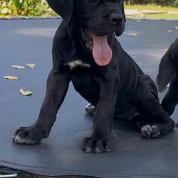 Riot - Black female Cane Corso puppy in Altoona, Alabama from Snead’s Cane Corso