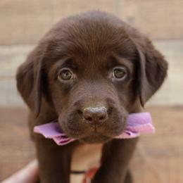 Kala - Chocolate female Labrador Retriever puppy in Ocala, Florida from Moon river Labradors