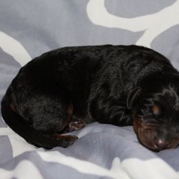 Doberman Pinscher Puppies from Franklin Dobermans