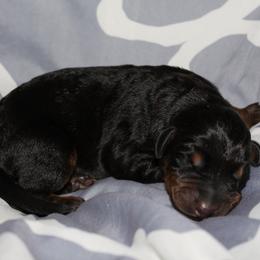 Doberman Pinscher Puppies from Franklin Dobermans