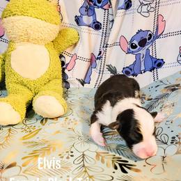 Australian Shepherd Puppies from Gordon and Sons Farms