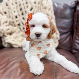 Bubblegum - Parti female Goldendoodle puppy in Sulphur, Louisiana from Curly Q’s Of Carlyss