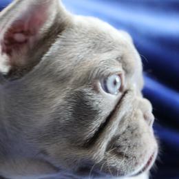 French Bulldog Puppies from R & S Frenchies