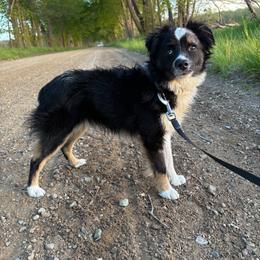 Fluffy/Casper - Toy Australian Shepherd