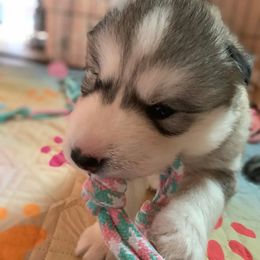 Siberian Husky Puppies from Canace Siberians