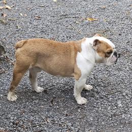 Max - Bulldog