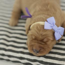 Lou - Dark golden female Golden Retriever puppy in Idaho Falls, Idaho from Brinton Goldens