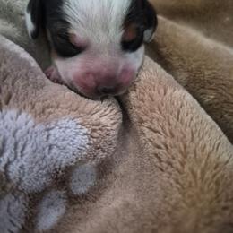 Girl 2 - Black white and tan female Beagle puppy in Medford, Oregon from Laceys AKC Beagles