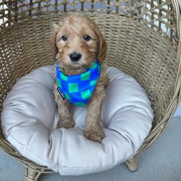 Blue boy (Dodger) - Apricot male Goldendoodle puppy in Roseville, California from Roseville GoldenDoodles