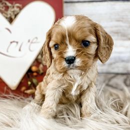 Cavalier King Charles Spaniels and Cavapoos from Mountain View Doodles