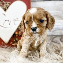 Cavalier King Charles Spaniels and Cavapoos from Mountain View Doodles