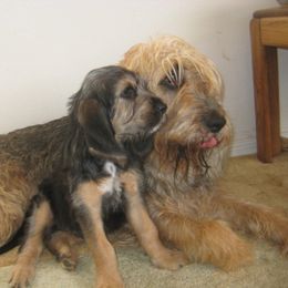 Otterhound Puppies from Blue Fairy Otterhounds