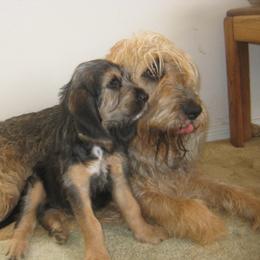 Otterhound Puppies from Blue Fairy Otterhounds