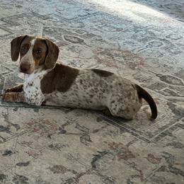 Silo - Dachshund
