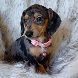 Dachshunds from Dachshund's Castillo Tx