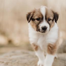 Old Time Scotch Collie Puppies from The Fiddlesticks Farm