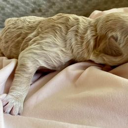 Girl 4 - Goldendoodle puppy in Buffalo, New York from Queen City Doodles NY