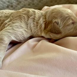 Girl 4 - Goldendoodle puppy in Buffalo, New York from Queen City Doodles NY